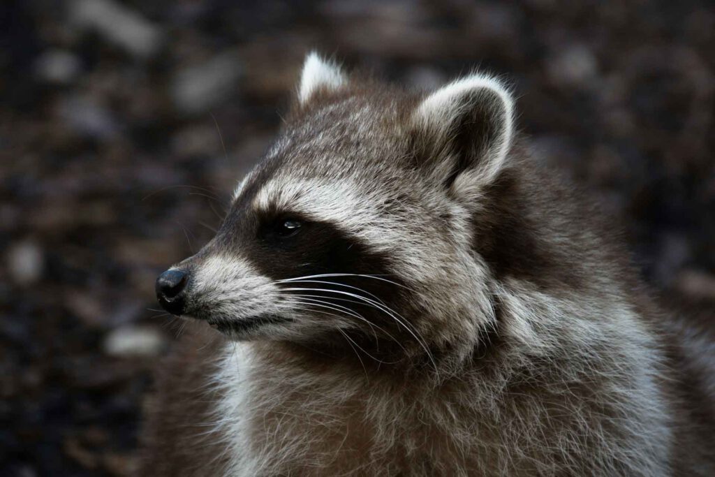 Ein Waschbär im Garten – Ultraschallgeräte können helfen, solche nächtlichen Besucher schonend und ohne Fallen vom Grundstück fernzuhalten.